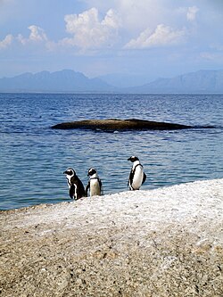 Three African penguins (Spheniscus demersus). These penguins were observed on Boulders Beach near Cape Town, South Africa.