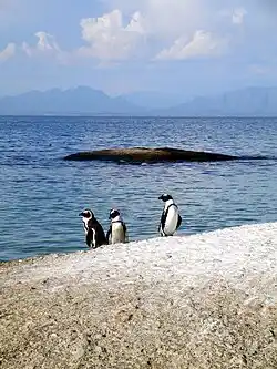 Three African penguins (Spheniscus demersus). These penguins were observed on Boulders Beach near Cape Town, South Africa.