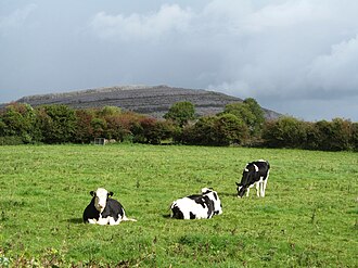 Cattle in County Clare
