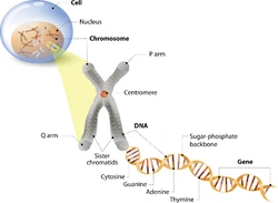 Chromosome adn DNA