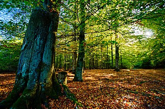 Forests in Kellerwald-Edersee National Park in Hesse