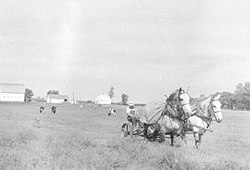 Mennonite farmer mowing weeds in his pasture in Iowa. Mennonite Community Photographs, 1947-1953