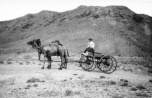 Camel team Coolgardie
