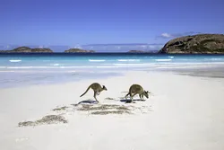 Kangaroo family on the beach of Lucky bay, Esperance, Western Australia