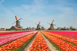 Bouquet of tulips The Netherlands