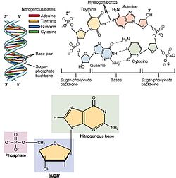 The arrangement of nucleotides within the structure of nucleic acids.