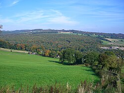 Beely Wood, one of 35 ancient woodland areas within the Sheffield city boundary.