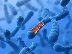 3D illustration of a human chromosome